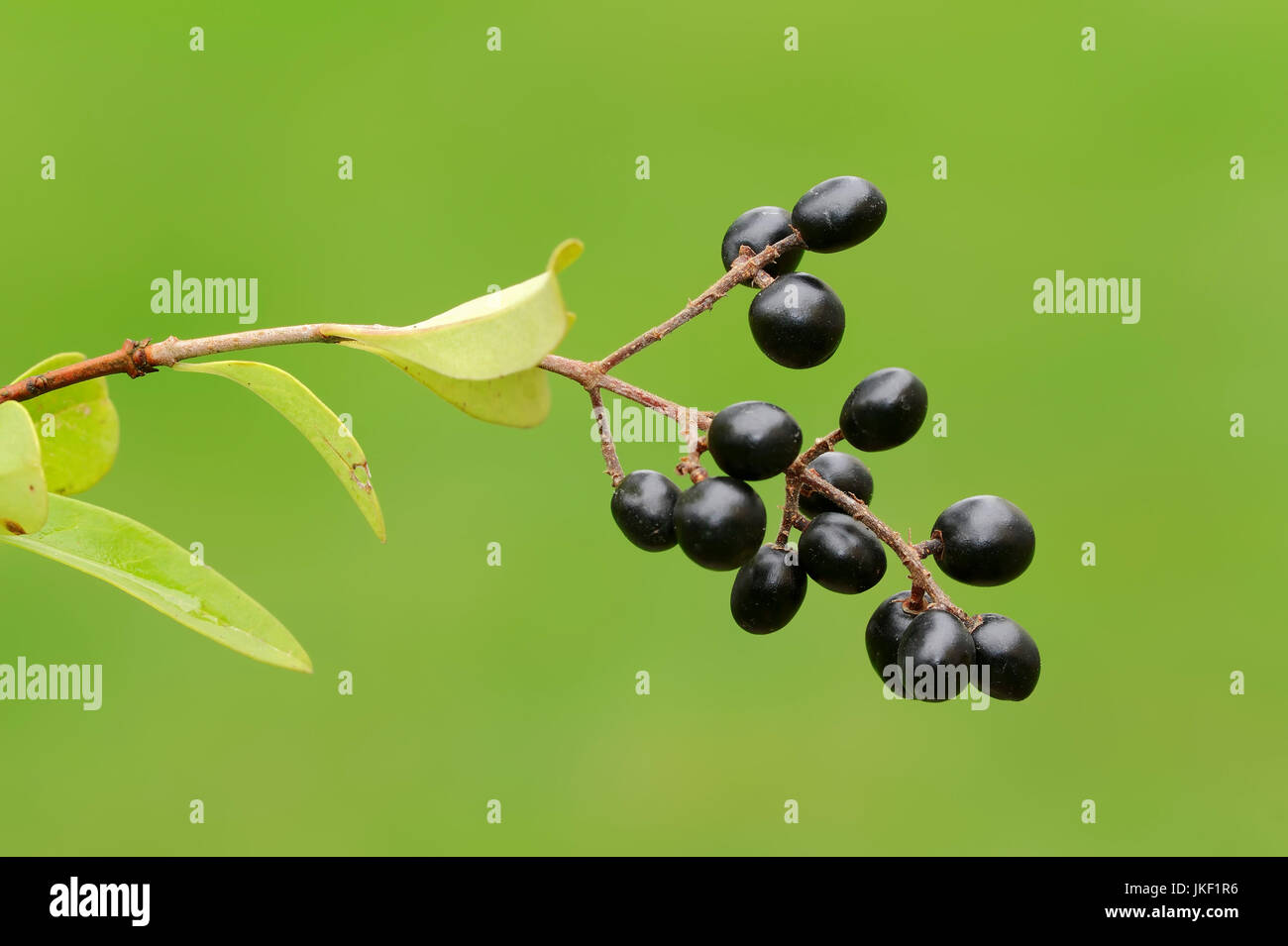 Troène d'Europe, les petits fruits, en Rhénanie du Nord-Westphalie, Allemagne / (Ligustrum vulgare) / troène commun, troène sauvage Banque D'Images