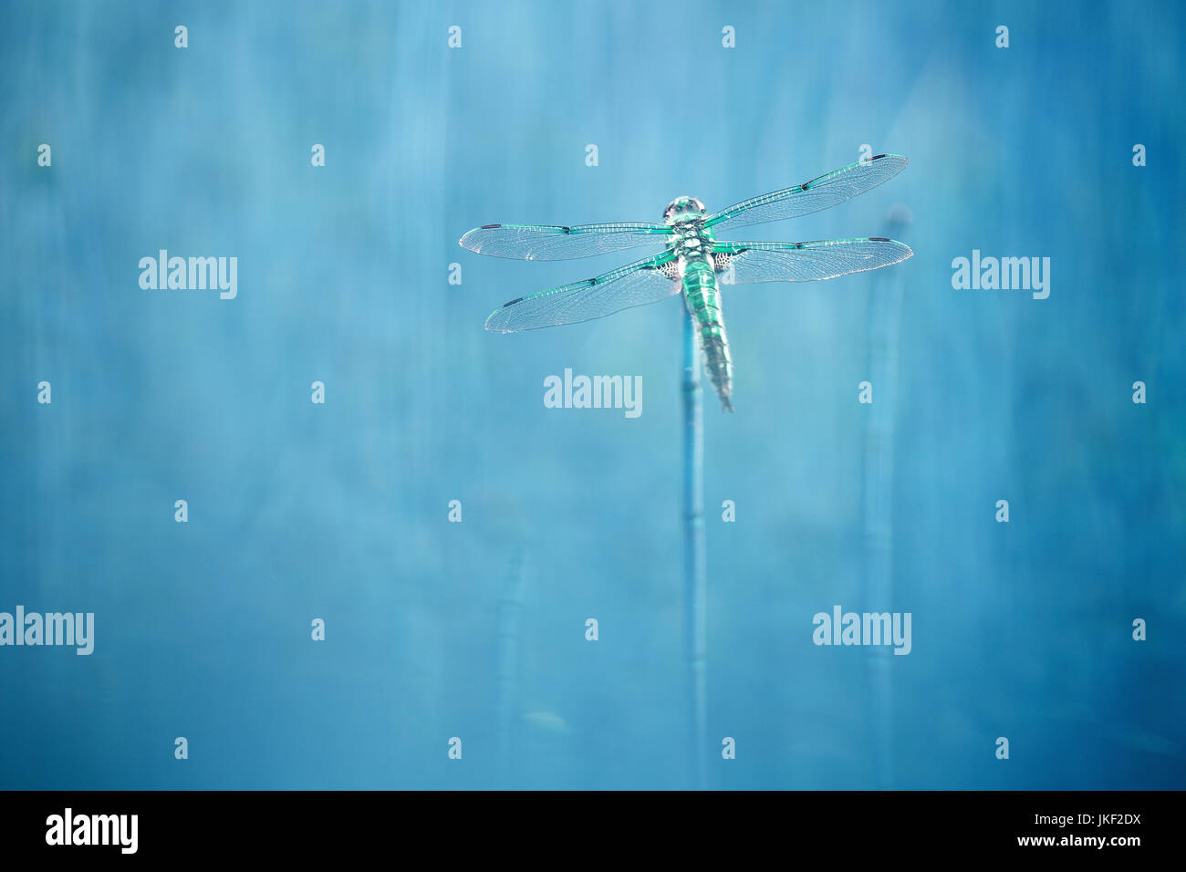 Four-spotted libellula, four-spotted chaser, quatre spot (Libellula quadrimaculata), close-up, portrait en pied, Banque D'Images