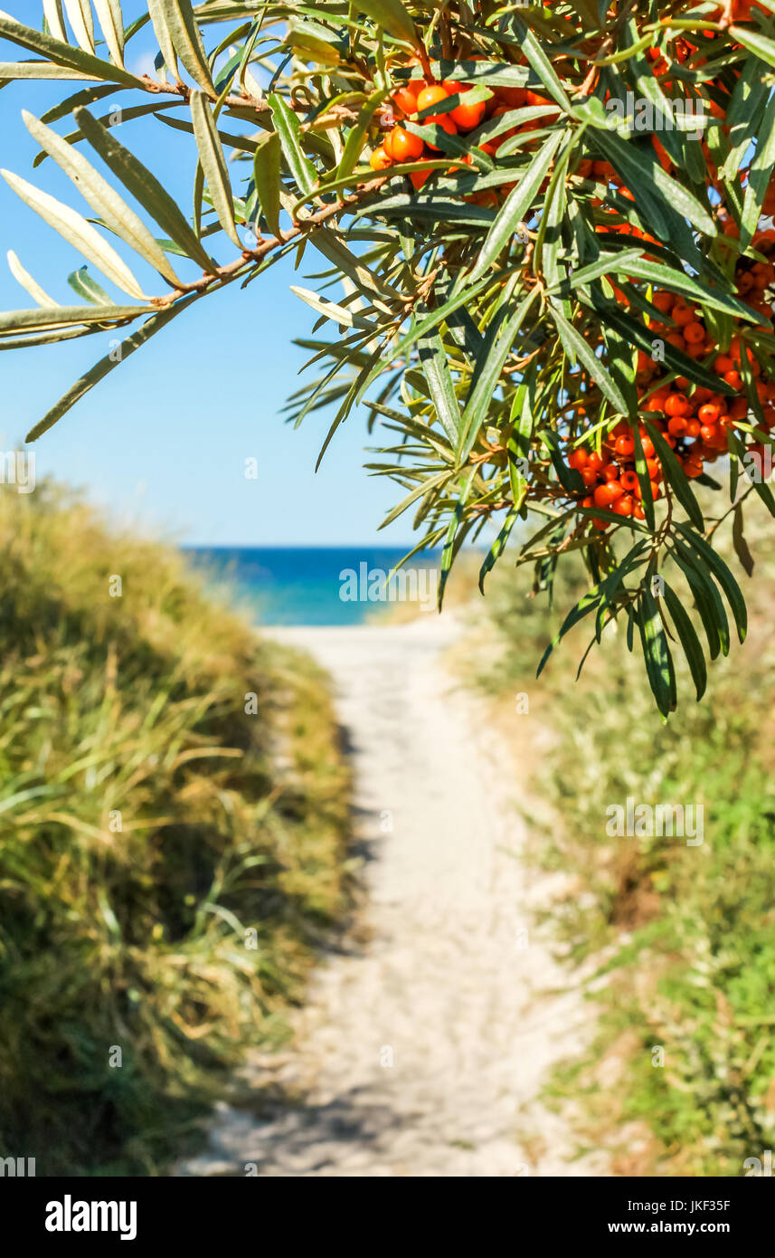 Chemin de plage de sable fin bordée de nerprun. mer baltique, hiddensee. Banque D'Images