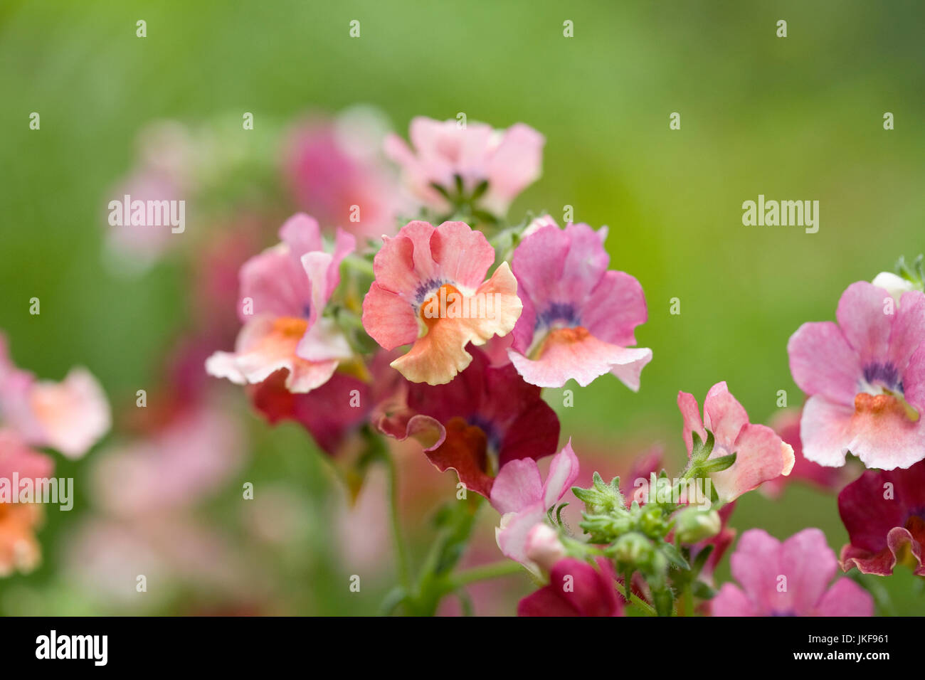 Némésie Nesia (Série) "tropicaux" des fleurs. Banque D'Images