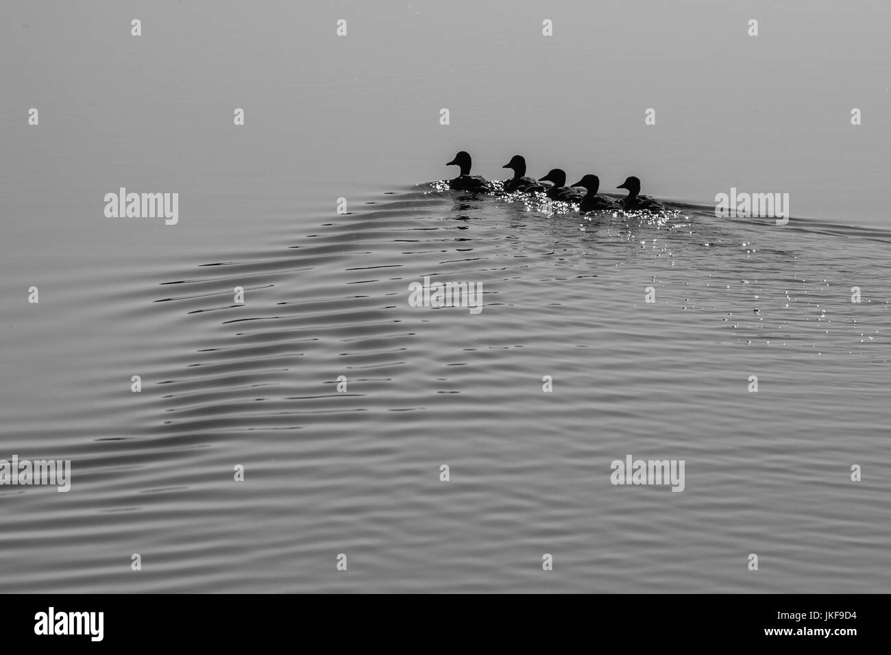 B & W photo d'une famille de canards colverts (Anas) platynchos la natation dans un lac Banque D'Images