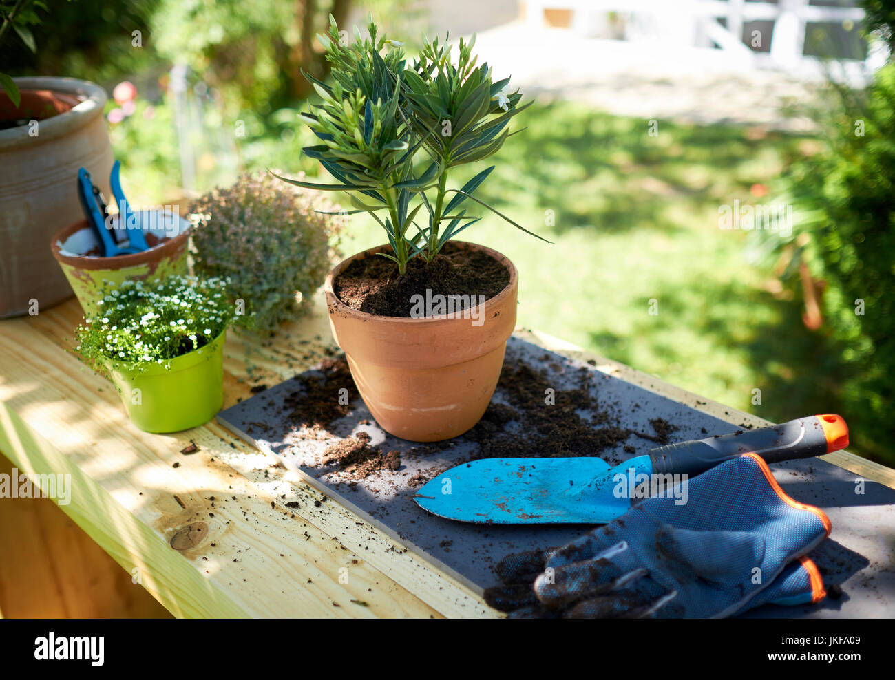 Laurier-rose en pot sur la table de jardin Banque D'Images