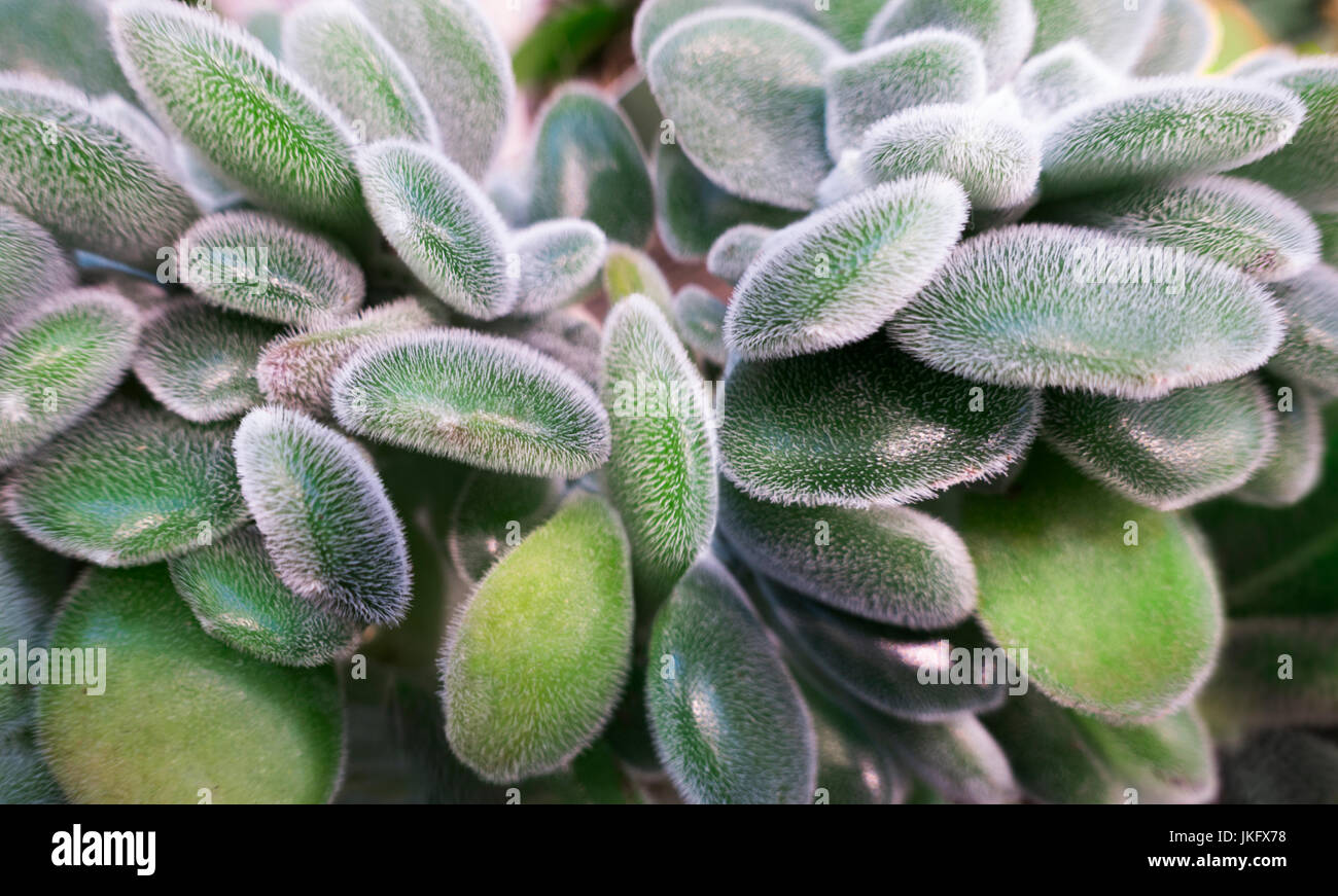 Close up, vert, plante succulente, blanc flurry, full frame Banque D'Images