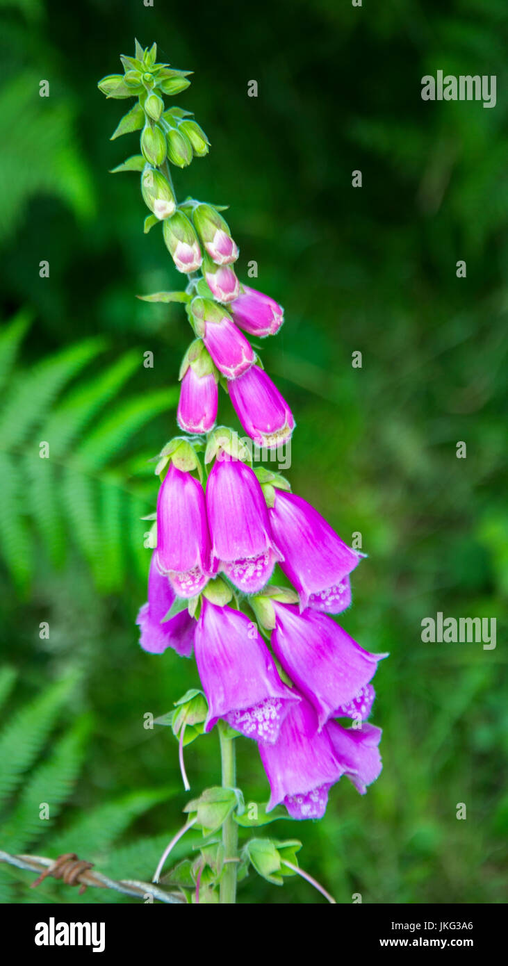 Fleurs dans les gorges de Cheddar, UK Banque D'Images