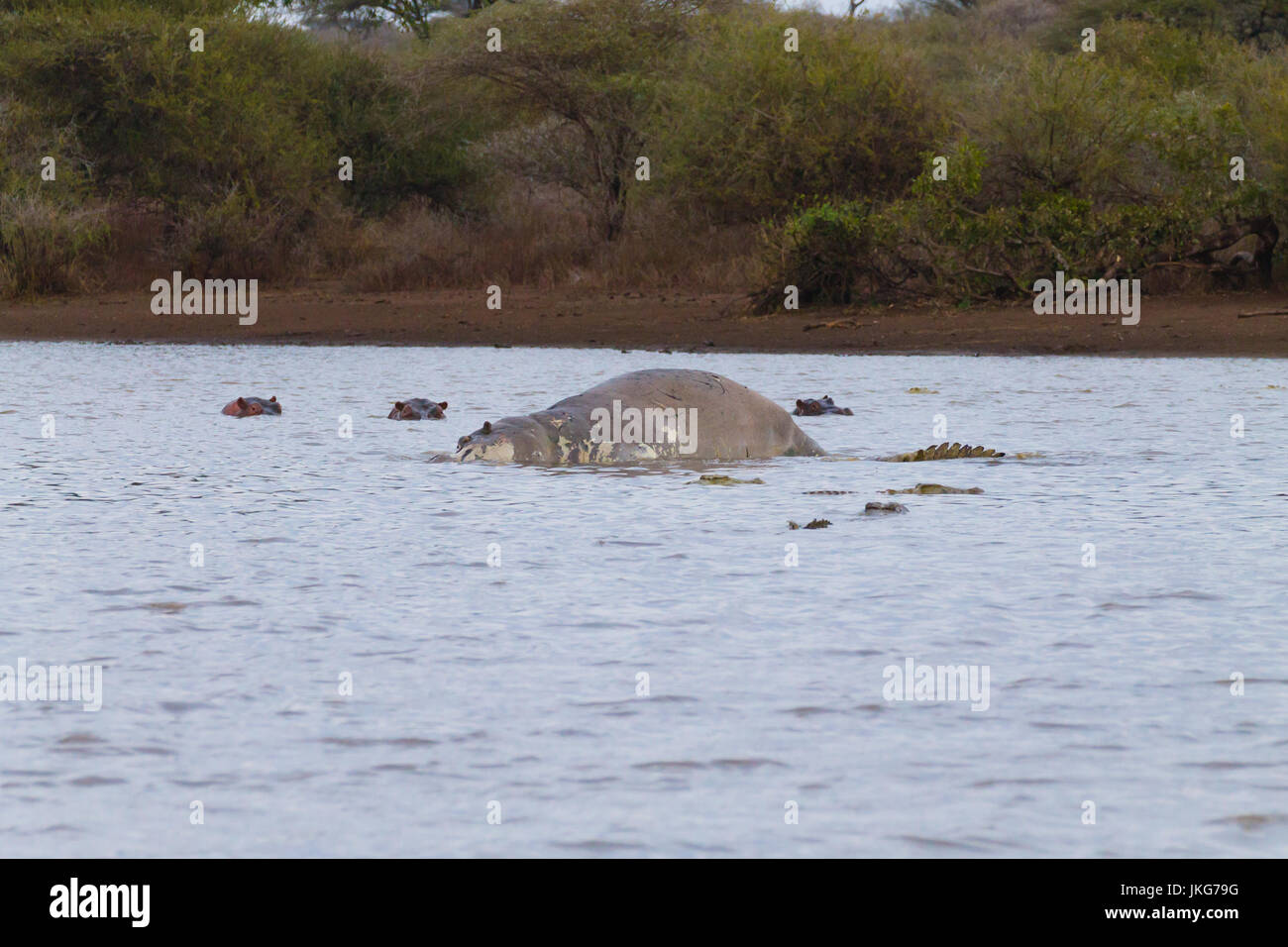 Hippo morts sur l'étang du parc national Kruger. Safari et la faune, l'Afrique du Sud. Animaux d'Afrique Banque D'Images