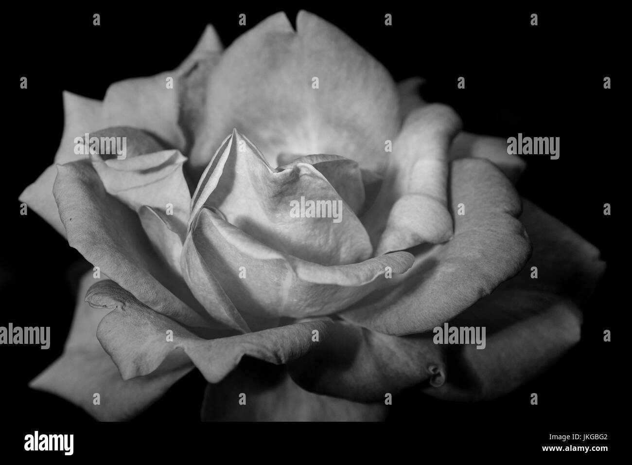 Le rendu en noir et blanc d'une rose (genre Rosa ) dans la nature, vu de côté, sur fond noir. Banque D'Images