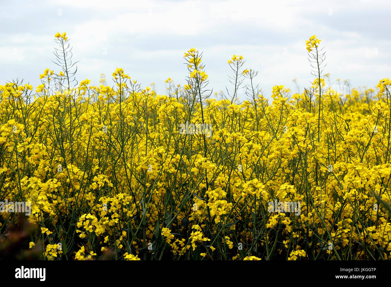 Les plantes de colza à fleurs jaunes Banque D'Images