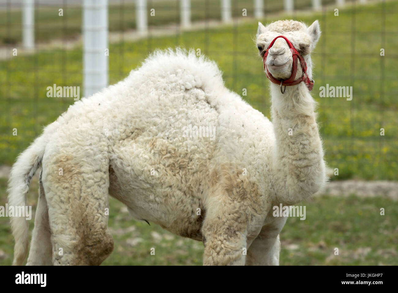 Un bébé chameau albinos rare sur une petite ferme près de Monroe, dans l'Indiana. Banque D'Images