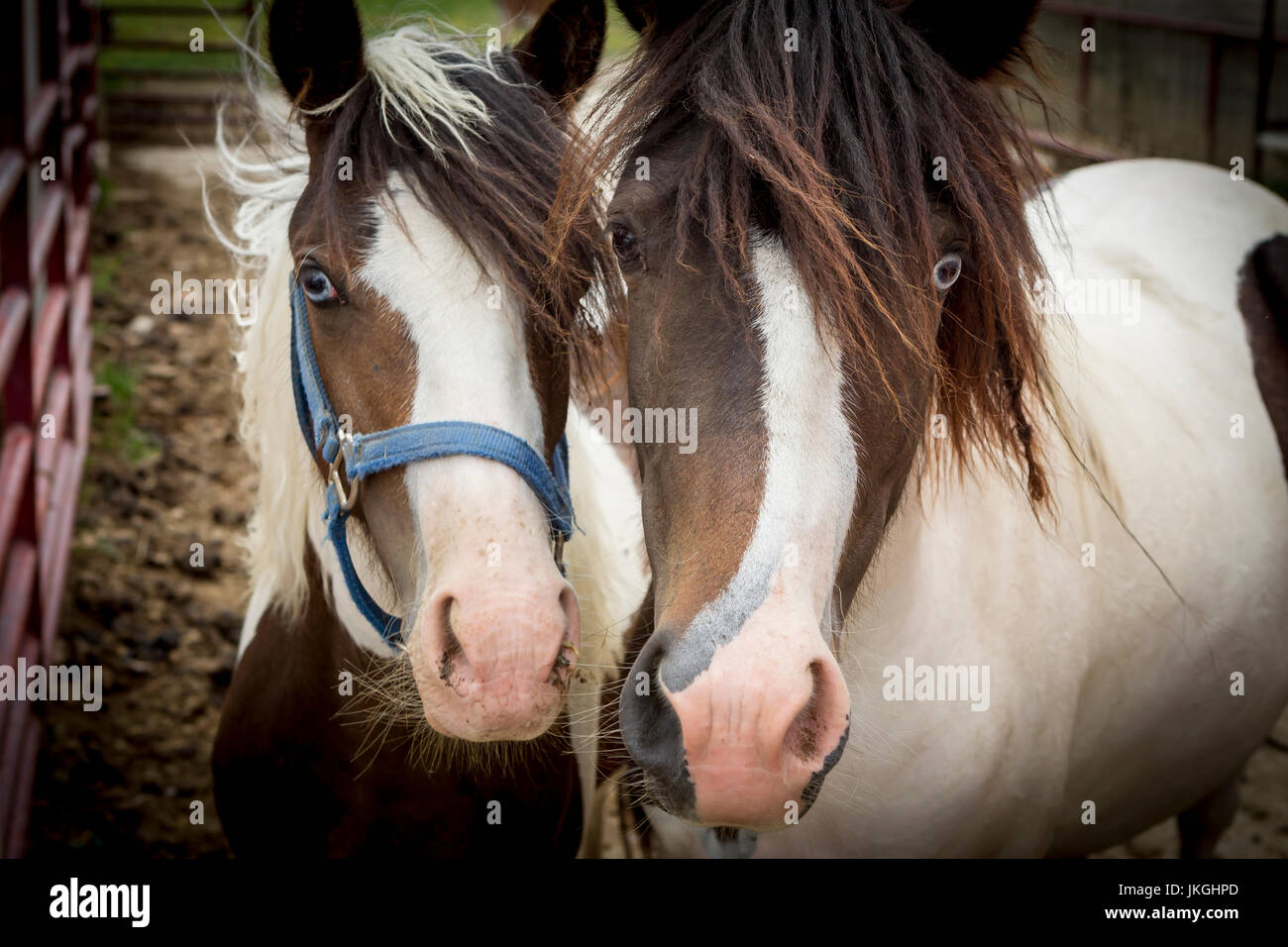 Un portrait de deux très mignons poneys dans une petite ferme près de Monroe, dans l'Indiana. Banque D'Images