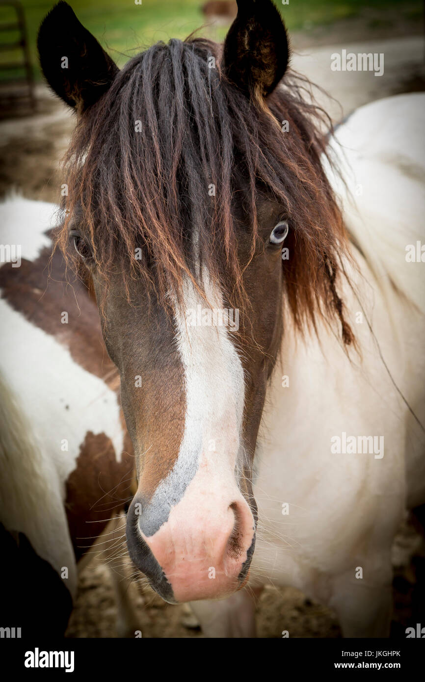 Un close up portrait of a cute pony dans une petite ferme près de Monroe, dans l'Indiana. Banque D'Images