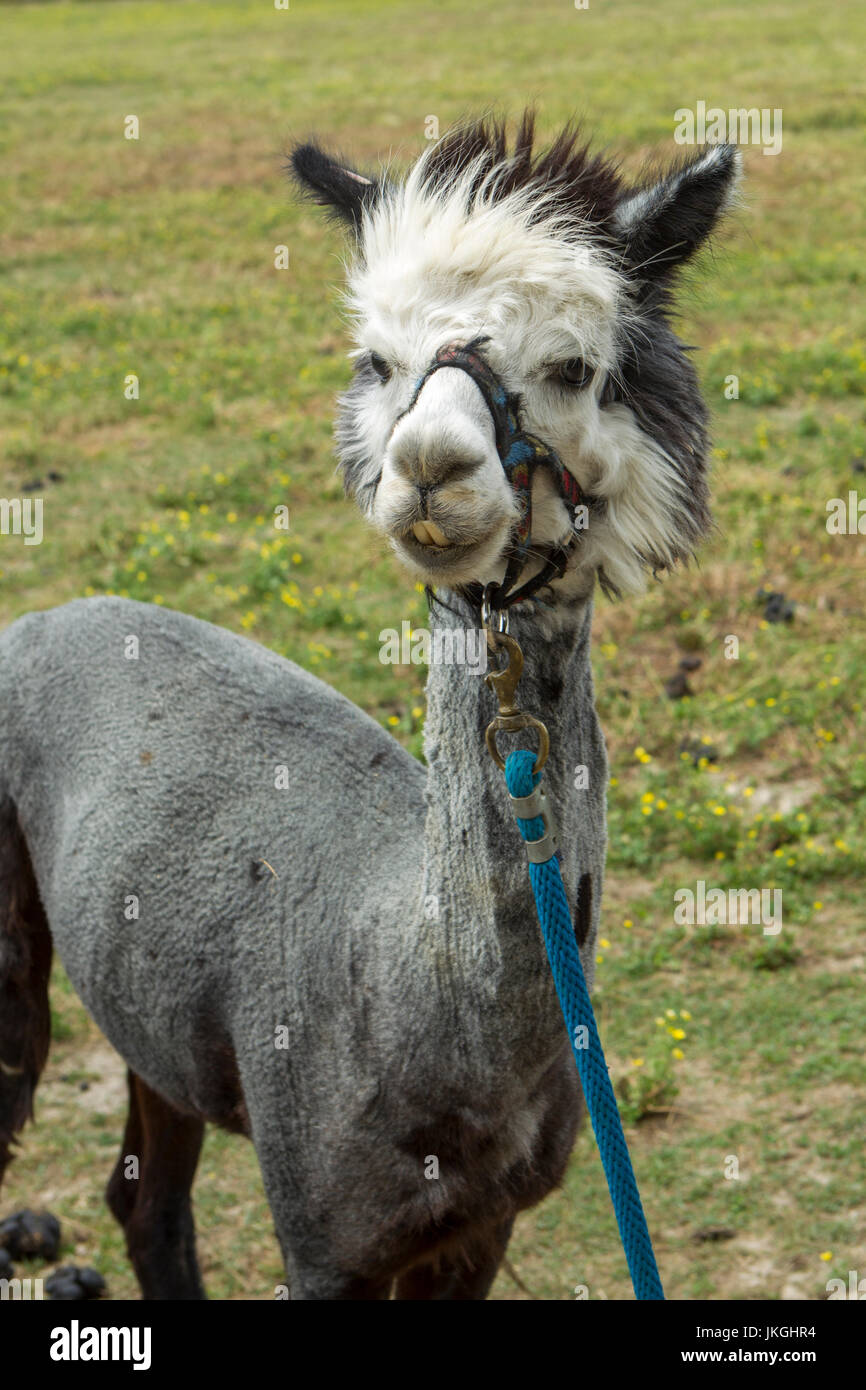 Un gros plan d'un alpaga très mignon sur une ferme près de Monroe, dans l'Indiana. Banque D'Images