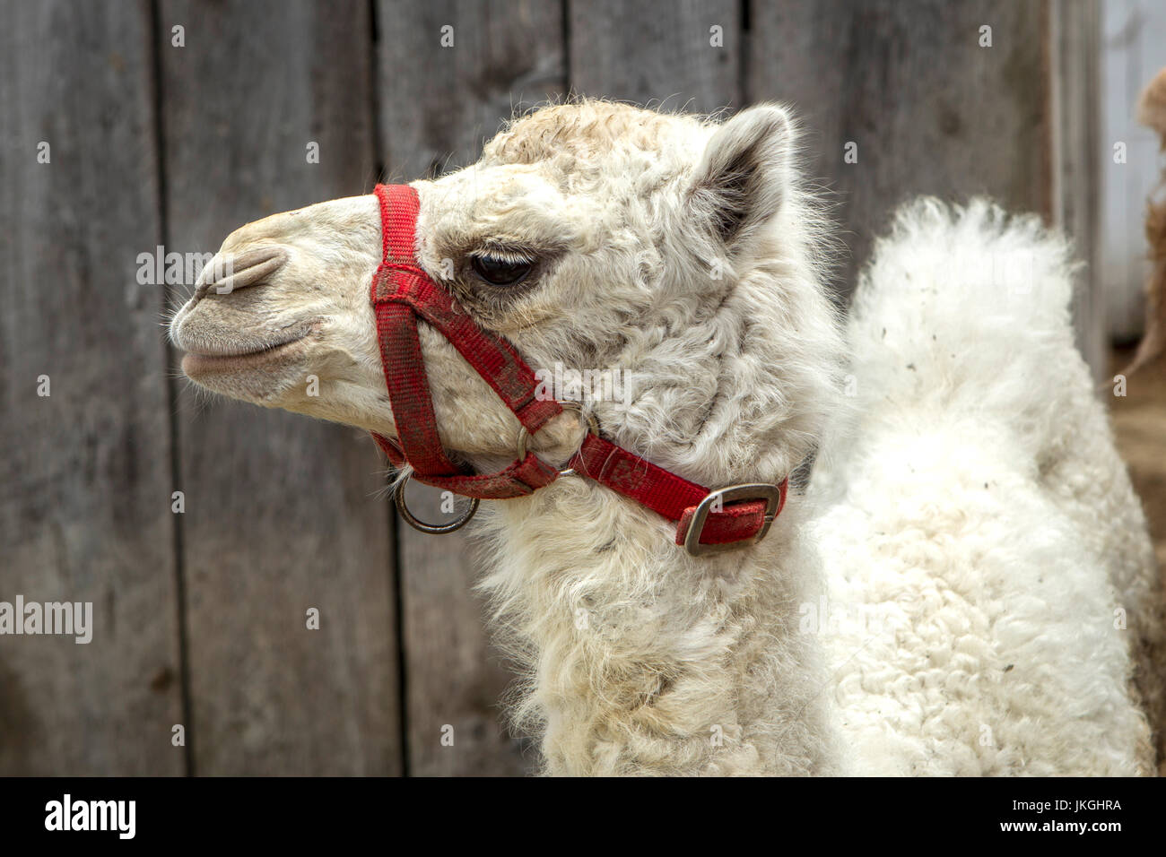 Un gros plan d'un bébé chameau albinos sur une ferme près de Monroe, dans l'Indiana. Banque D'Images