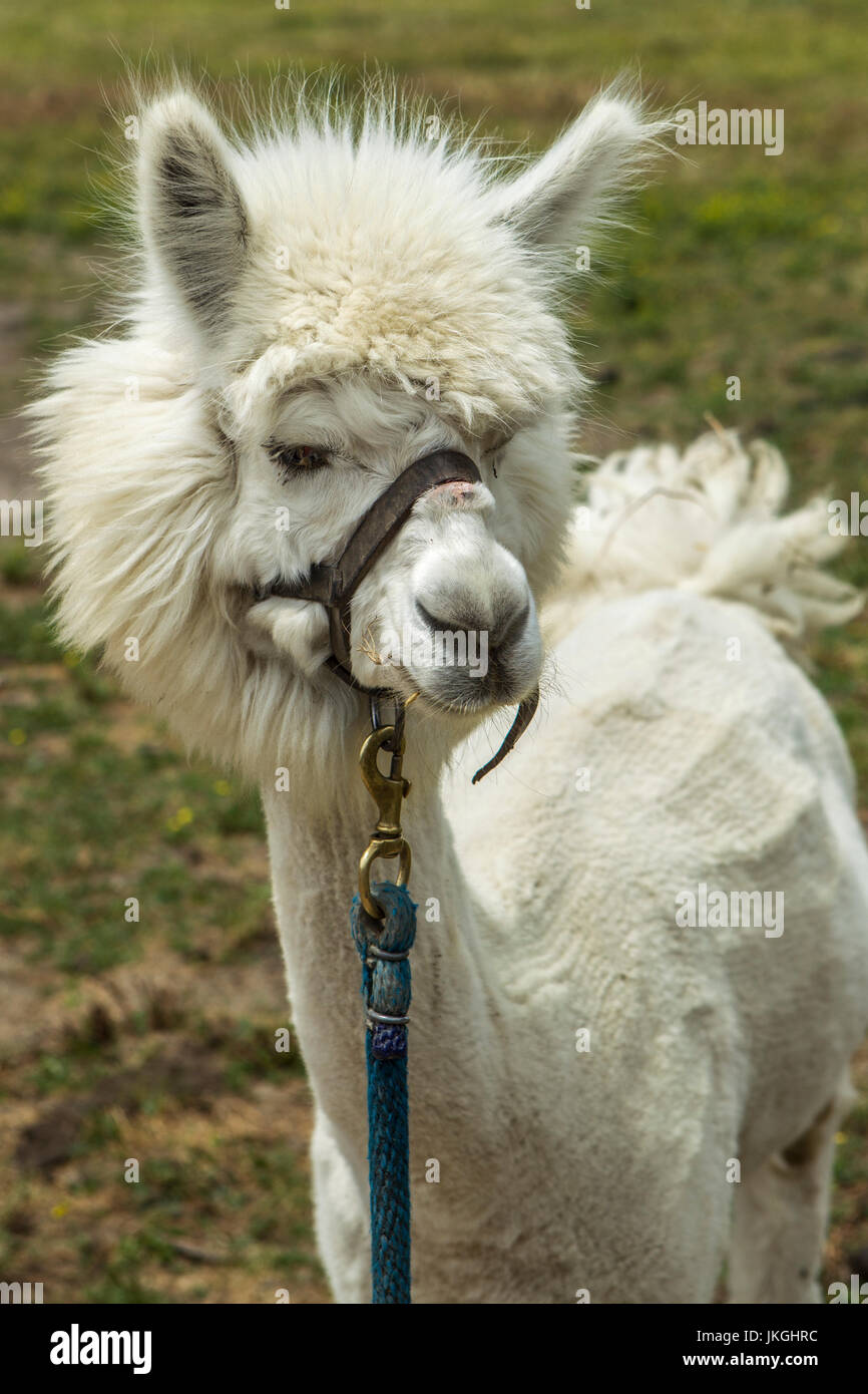 Un gros plan d'un alpaga très mignon sur une ferme près de Monroe, dans l'Indiana. Banque D'Images