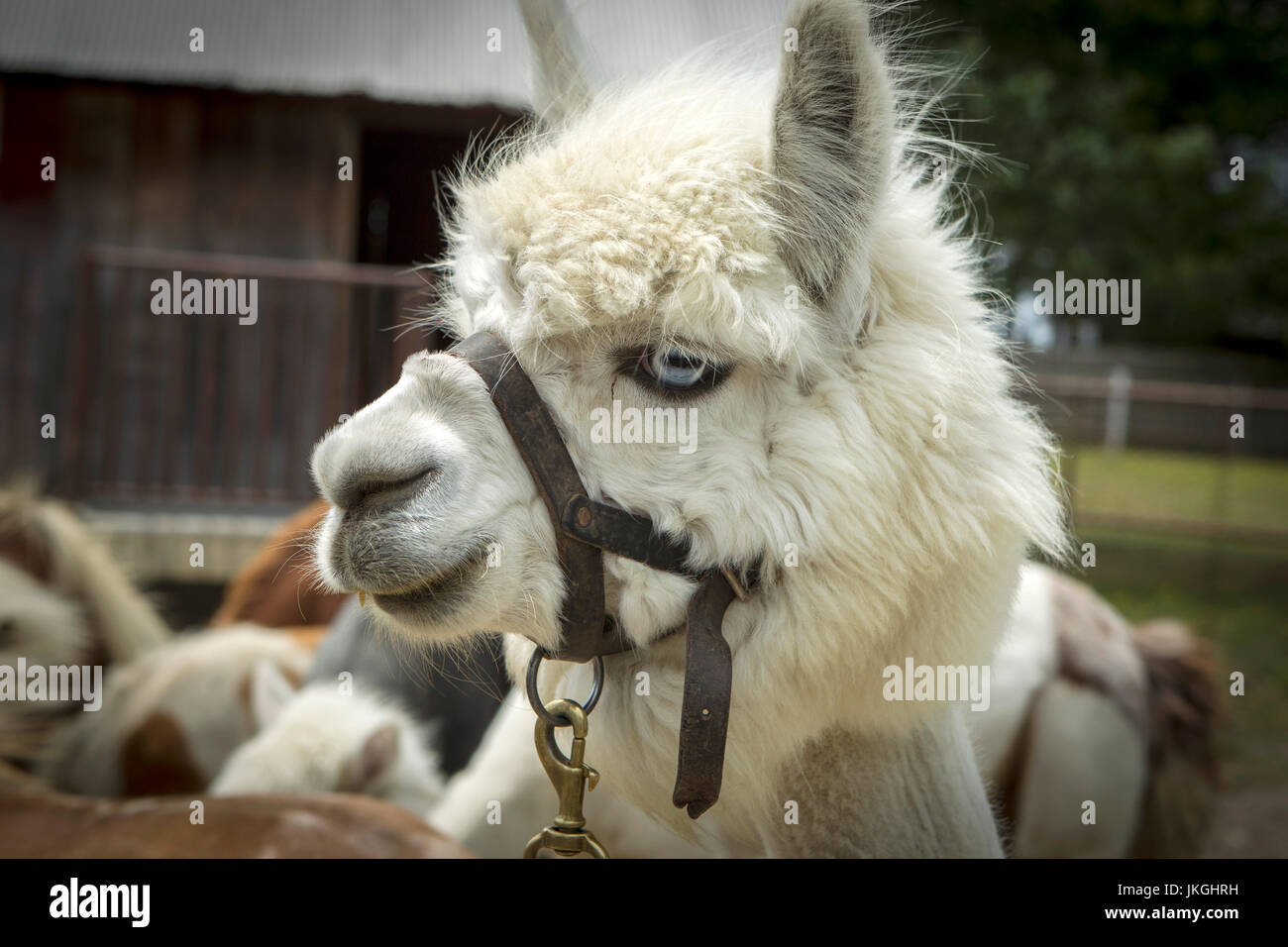 Un gros plan d'un alpaga très mignon sur une ferme près de Monroe, dans l'Indiana. Banque D'Images