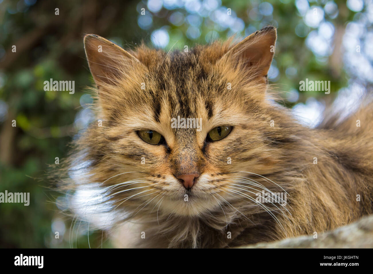 Beau chat posant pour séance photo Banque D'Images