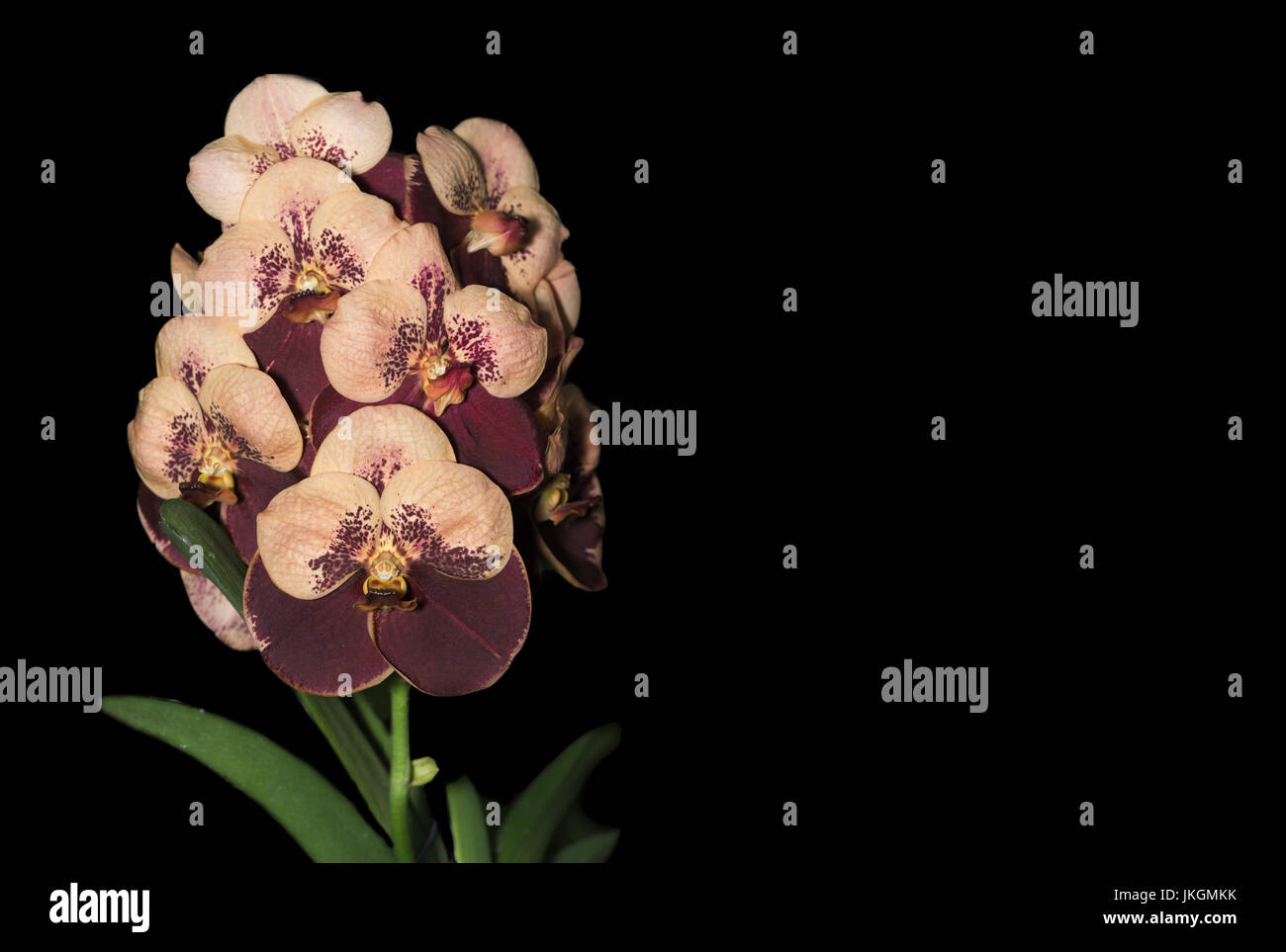 Vanda orchidée fleur marron, isolé sur fond noir avec copie espace Photo  Stock - Alamy