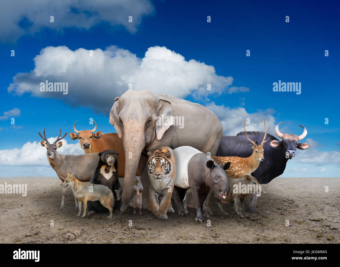 Groupe d'Asie animaux debout sur le terrain Banque D'Images