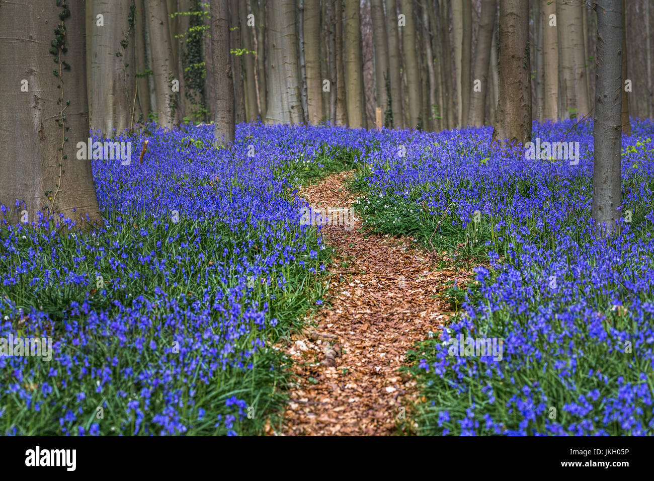 Hallerbos, forêt de hêtres à Halle, près de Bruxelles, Belgique. Tapis naturel plein de blue bells fleurs. Banque D'Images