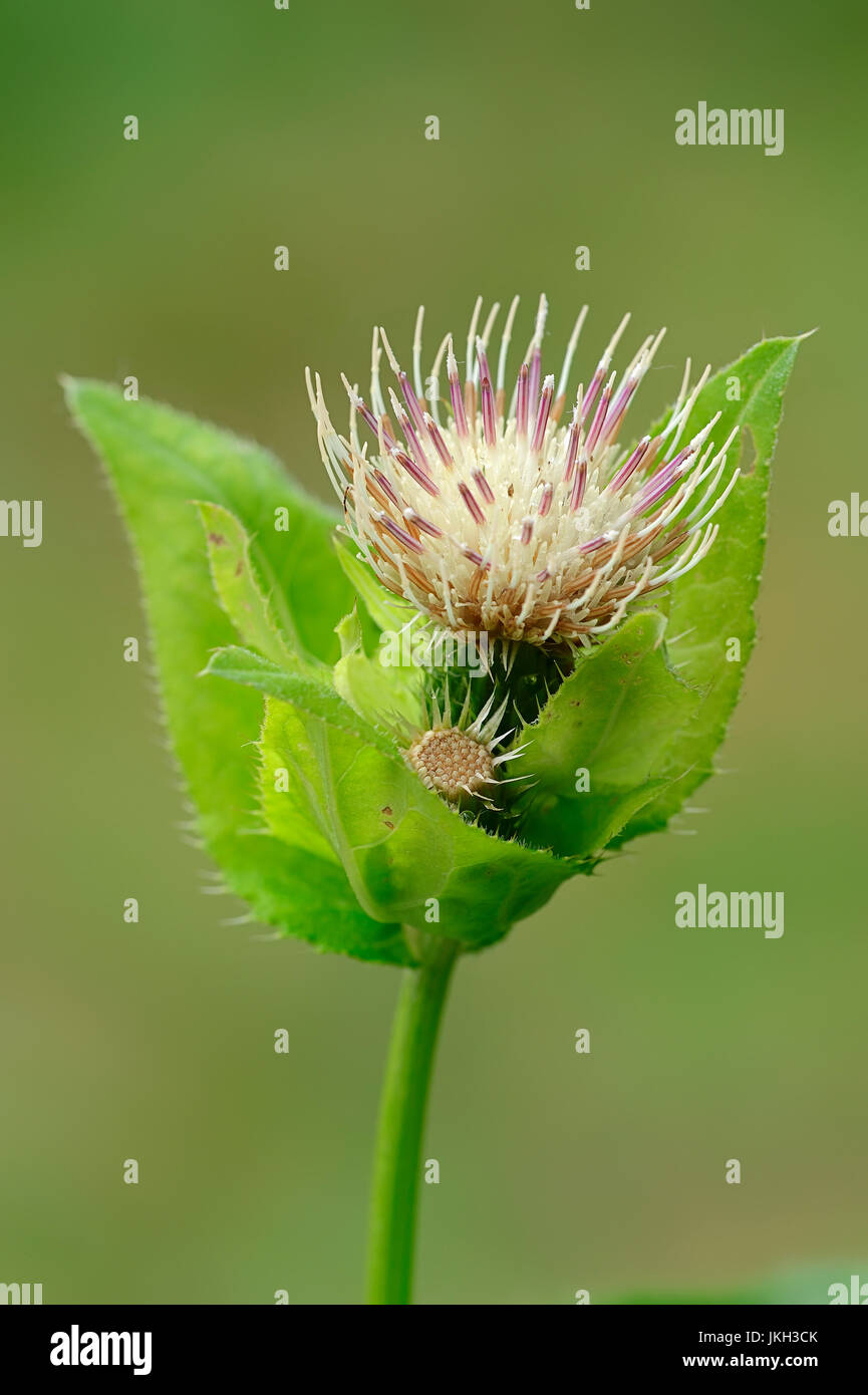 Chardon de chou, Bavière, Allemagne / (Cirsium oleraceum) | Kohl-Kratzdistel, Bayern, Deutschland Banque D'Images