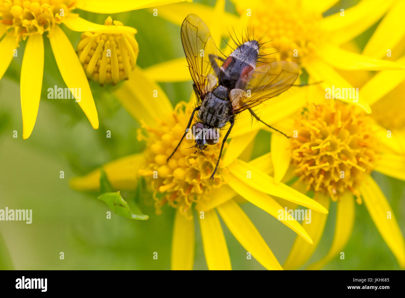 Faune : Le Royaume-Uni et poilues distinctif eriothrix rufomaculata, mouche parasite avec plaques rouges sur son abdomen à fleurs jaunes, West Yorkshire Banque D'Images