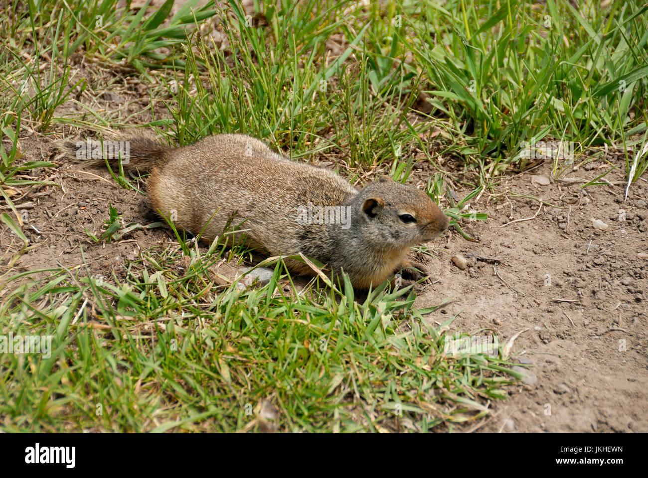 Spermophile de l'Unita, Jackson Hole, Wyoming Banque D'Images