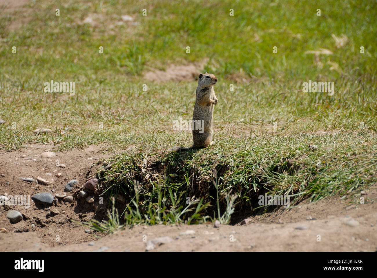 Spermophile de l'Unita à côté de l''burrow, Jackson Hole, Wyoming Banque D'Images