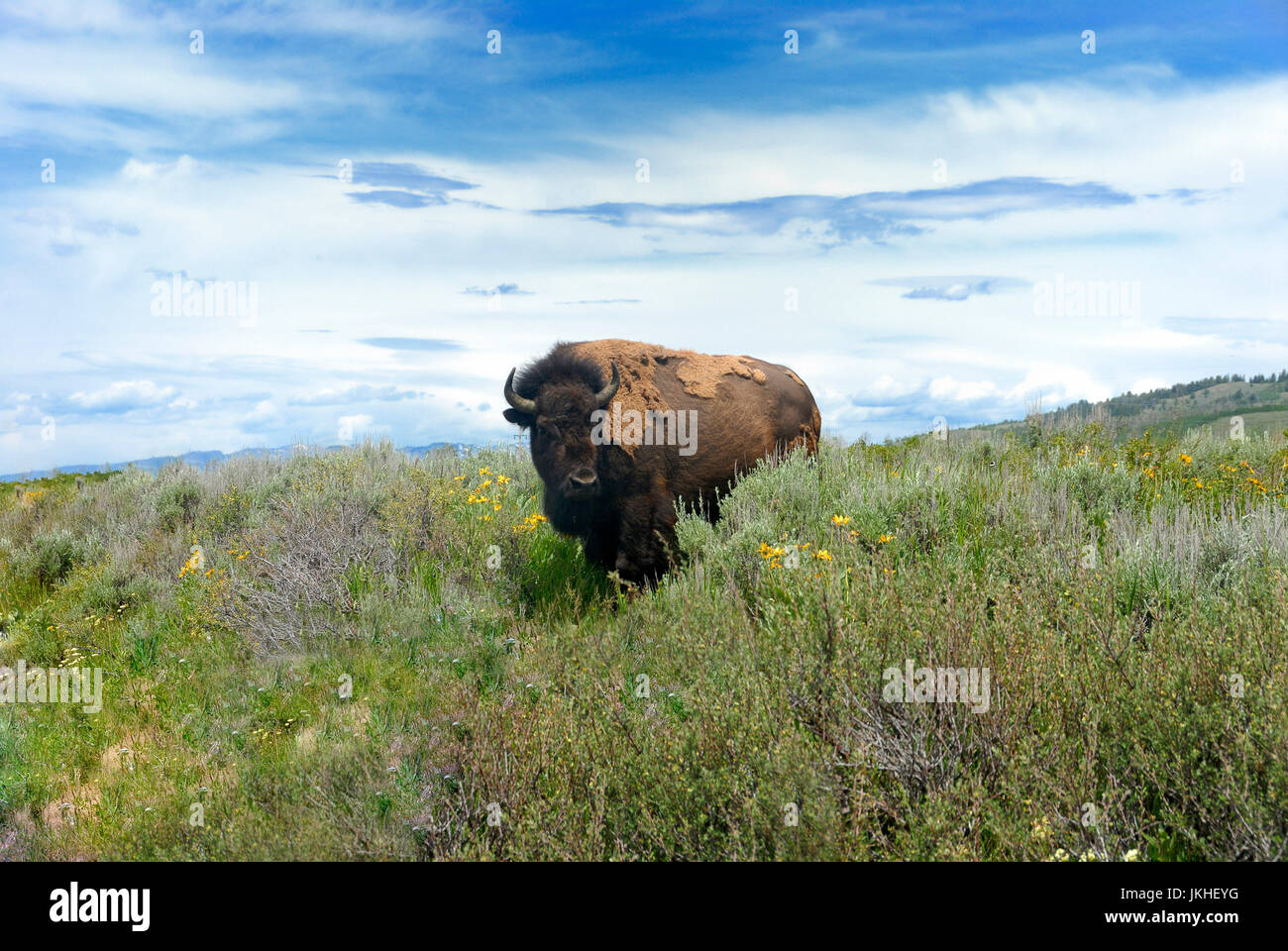 Le bison, le Parc National de Yellowstone Banque D'Images