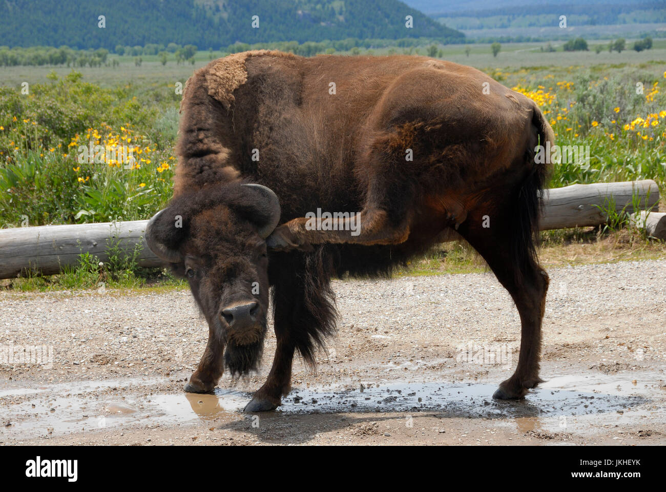 Le bison, le Parc National de Yellowstone Banque D'Images
