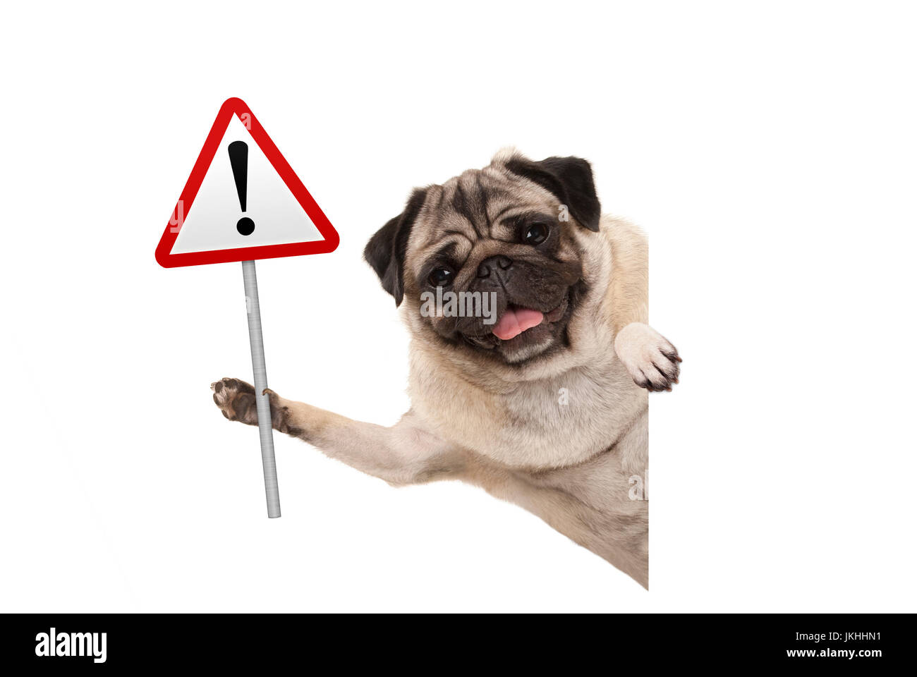 Chien chiot pug smiling holding up alerte rouge, signe de la circulation attention, isolé sur fond blanc Banque D'Images