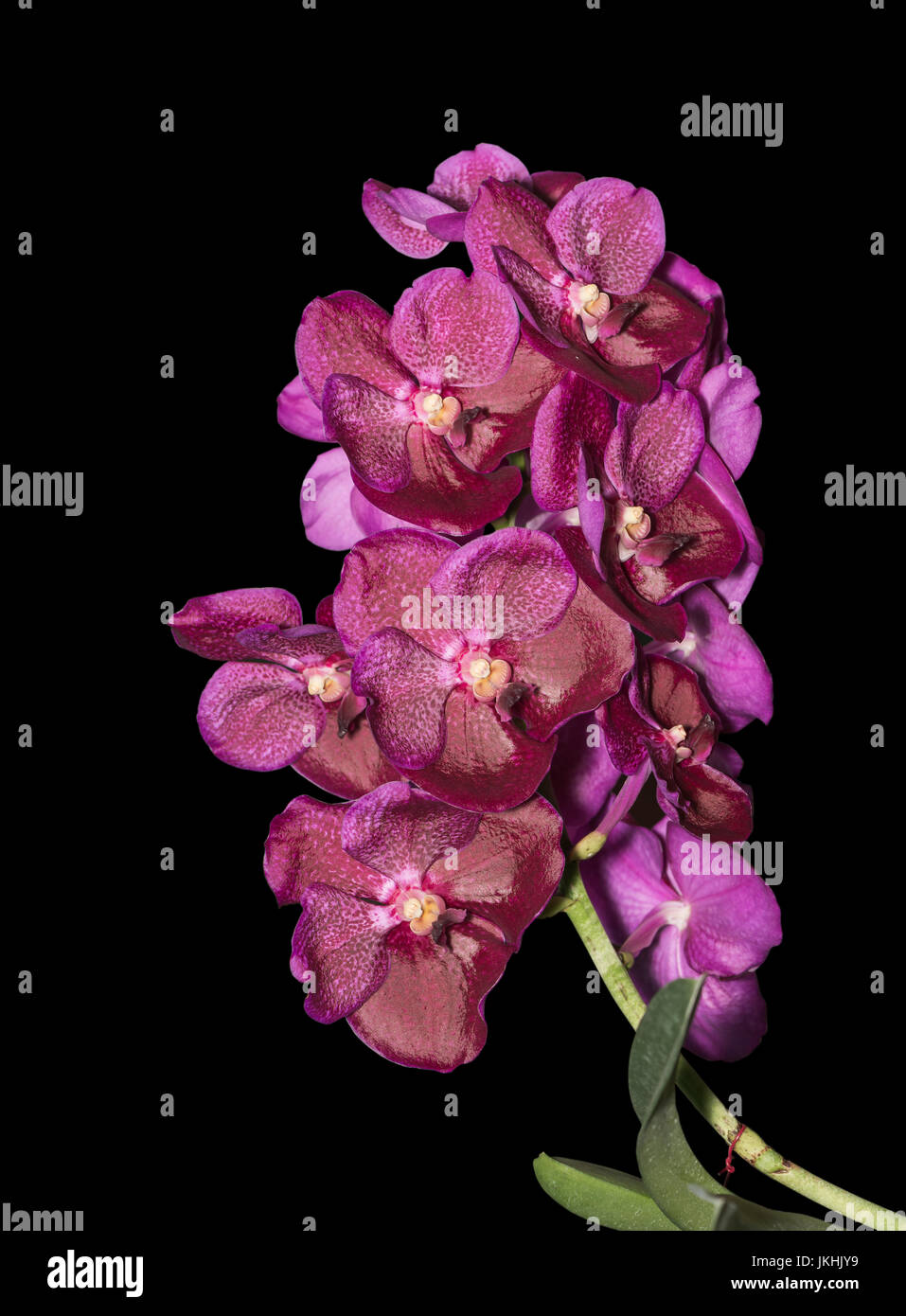 Rose Fleur orchidée vanda hybride isolé sur fond noir Photo Stock - Alamy
