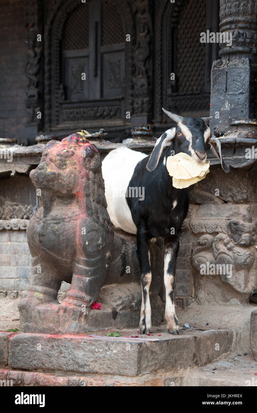 Goat debout près d'un lion dévorant et gardien sur une feuille de chou à l'extérieur du Temple de Dattatreya sur Bhaktapur Durbar Square au Népal Banque D'Images