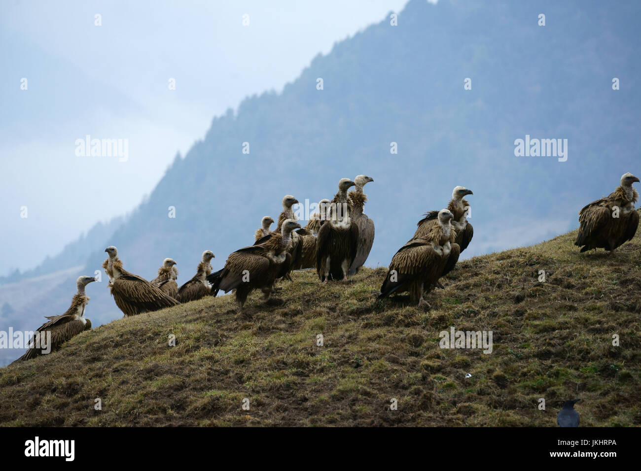 Himalayan vautour fauve (Gyps himalayensis), de la vallée de Phobjika, Bhoutan Banque D'Images