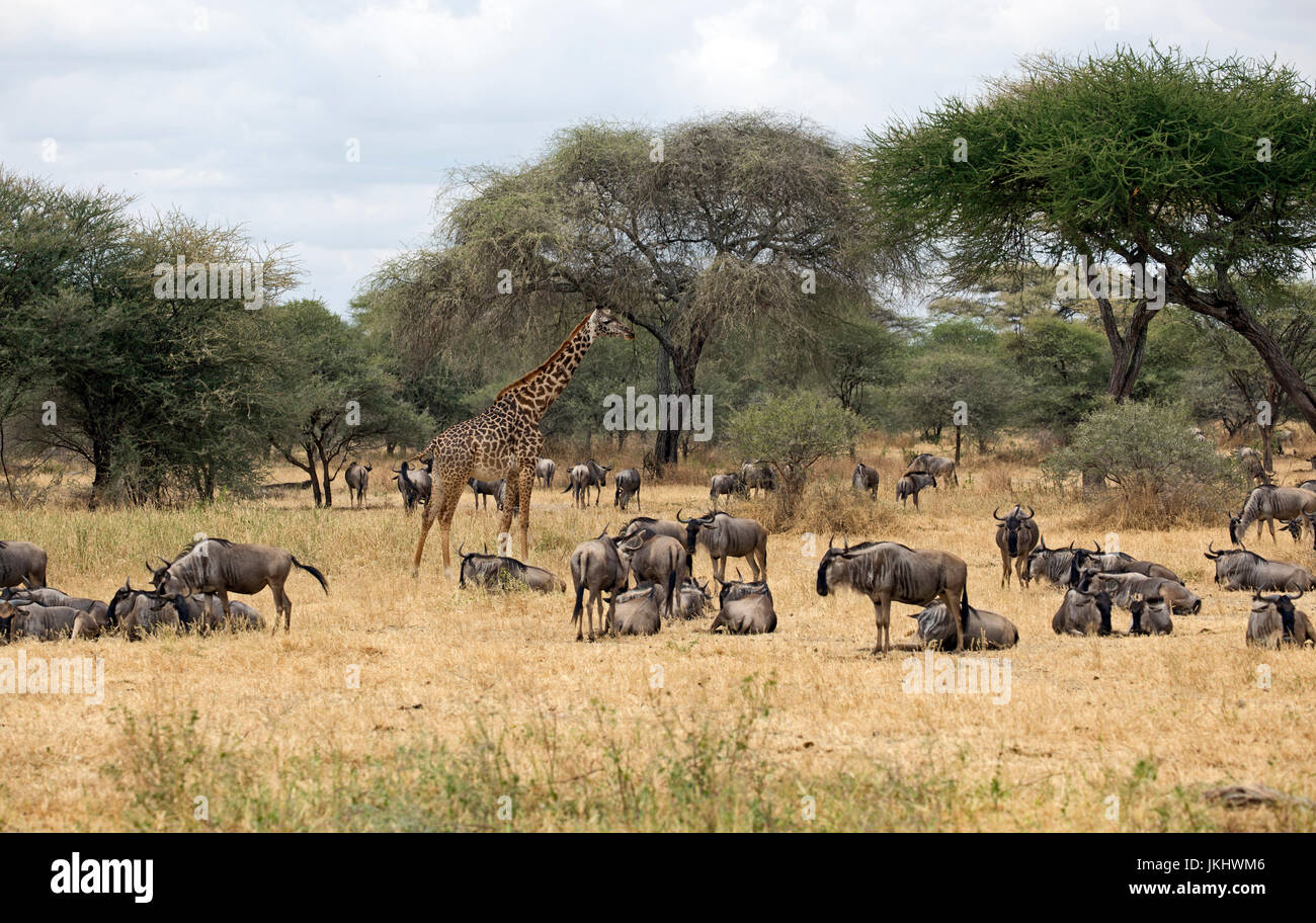 Les Girafes en Tanzanie Banque D'Images
