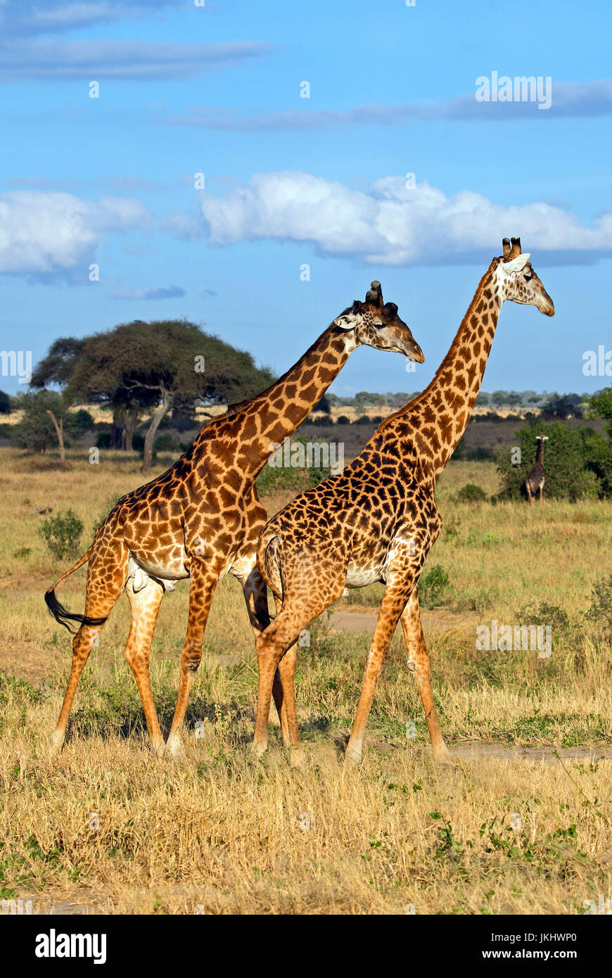 Les Girafes en Tanzanie Banque D'Images