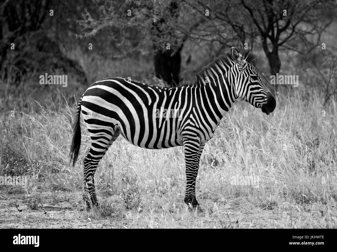 African zebra Banque D'Images