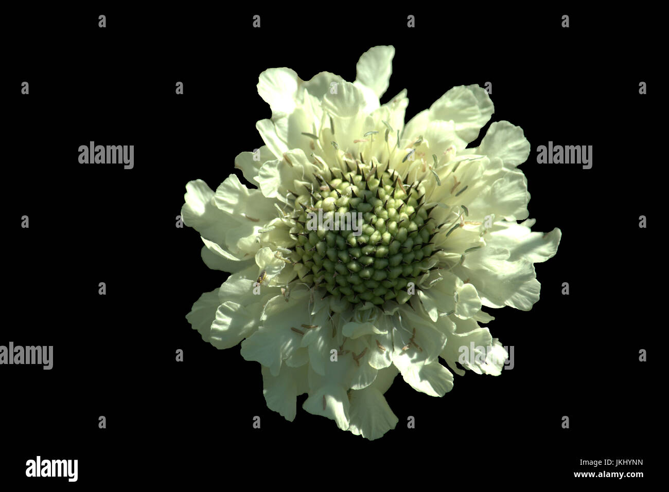 Scabious flower blanc géant isolé sur fond noir Banque D'Images
