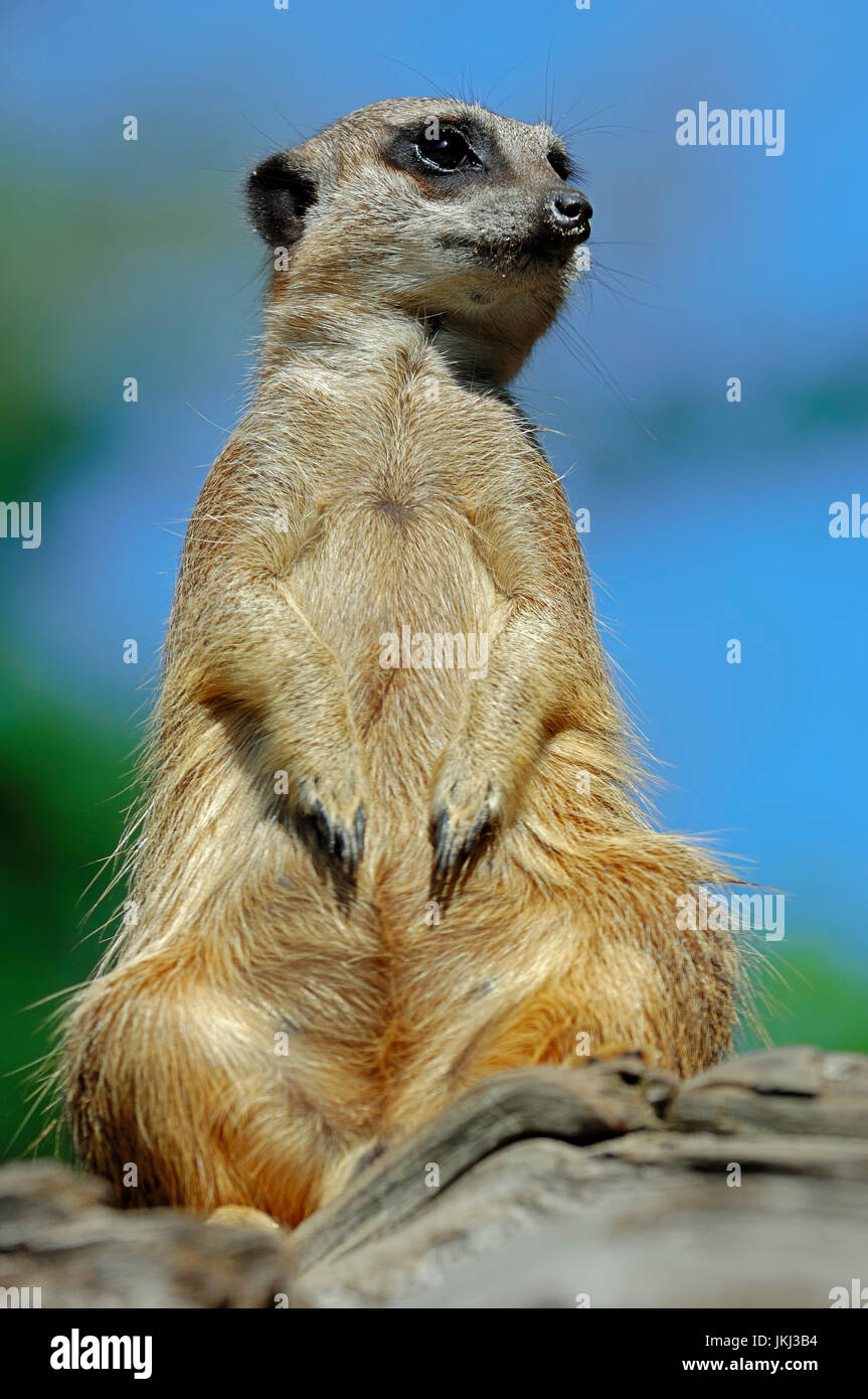 Meerkat / (Suricata suricatta) / / Erdmaennchen | Suricate (Suricata suricatta) / Erdmännchen, Surikate Banque D'Images