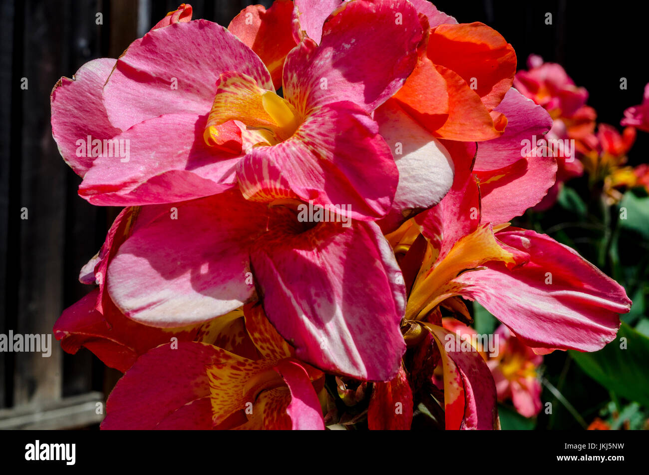 Chaud rose Canna Lillies Banque D'Images