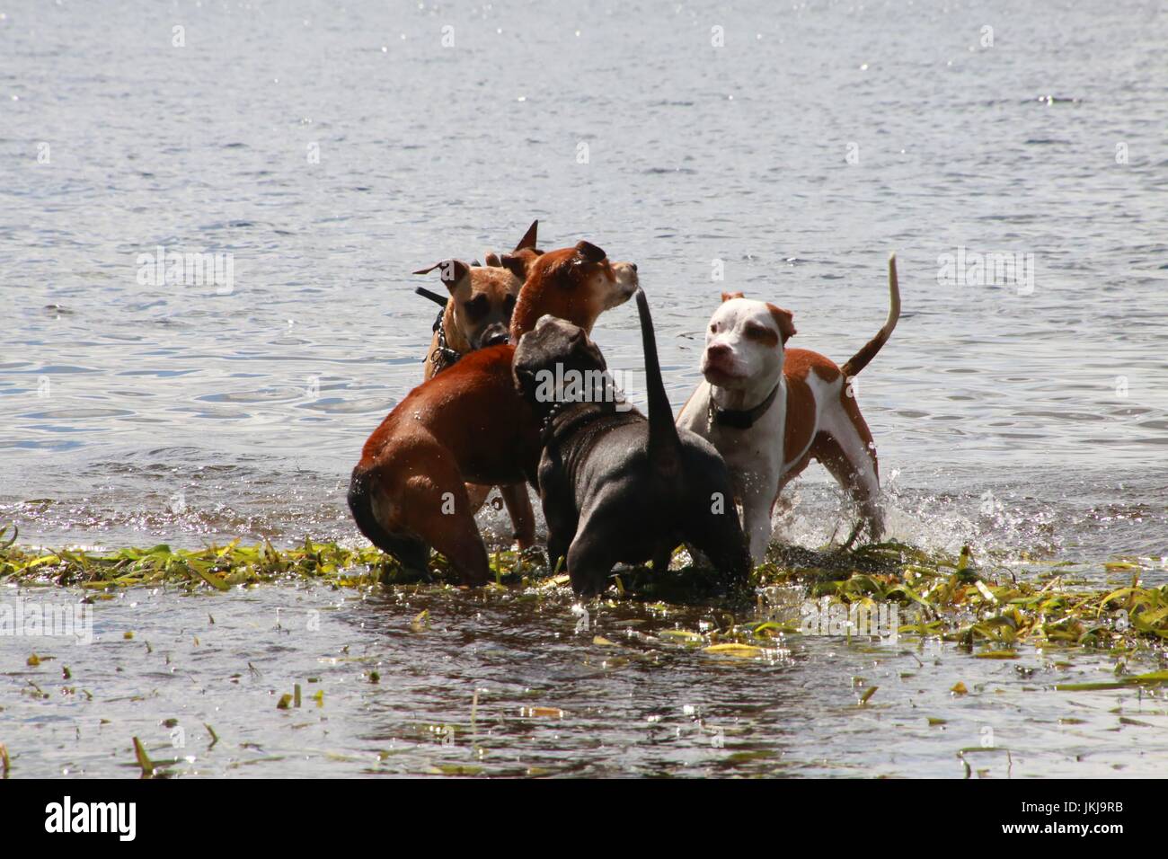Les chiens de jouer les uns avec les autres dans le lac Banque D'Images