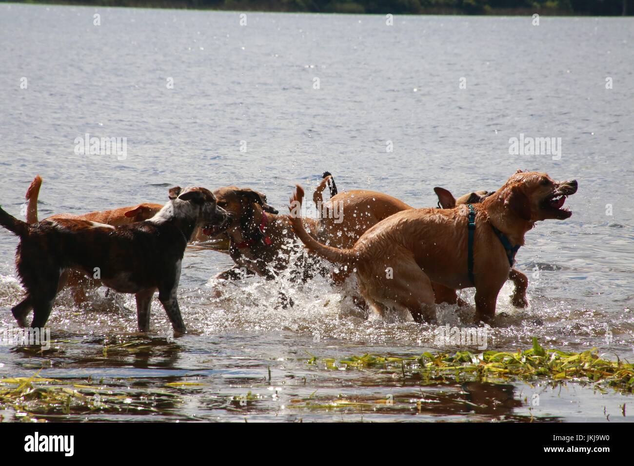 Les chiens de jouer les uns avec les autres dans le lac Banque D'Images