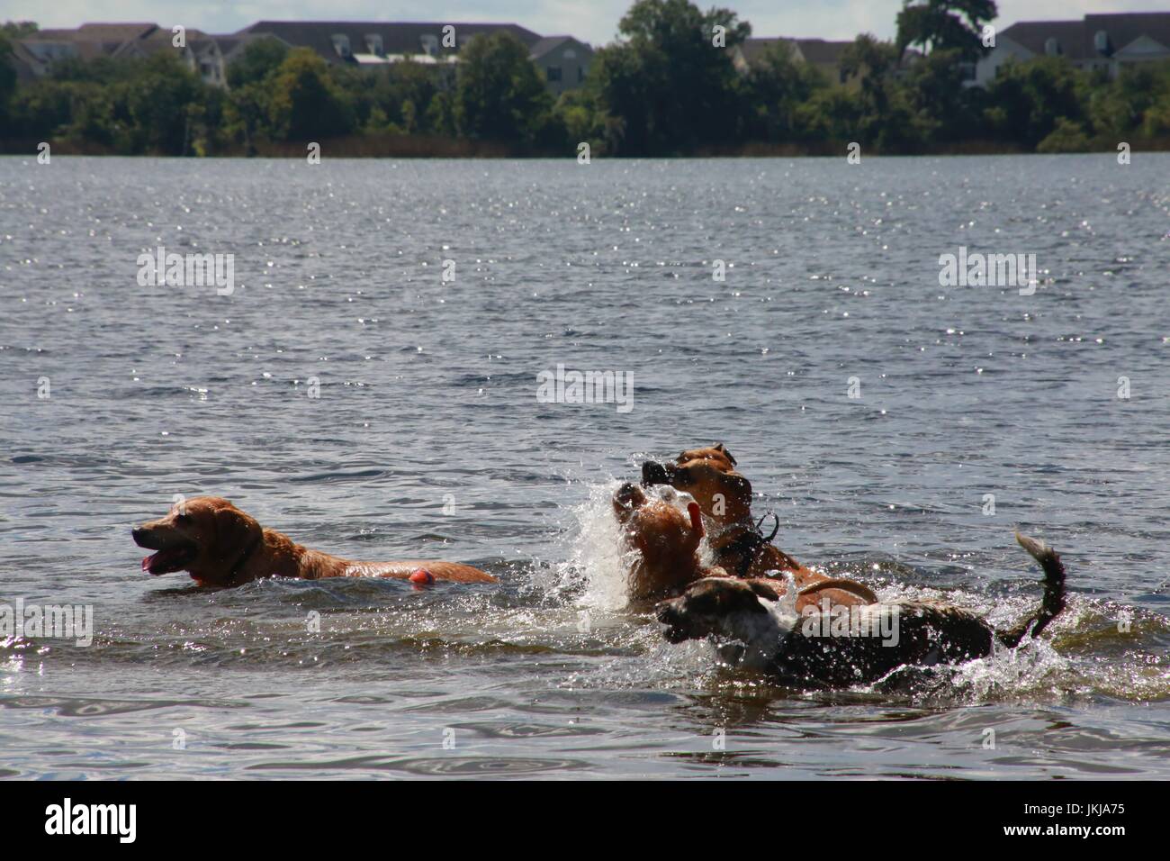 Les chiens de jouer les uns avec les autres dans le lac Banque D'Images