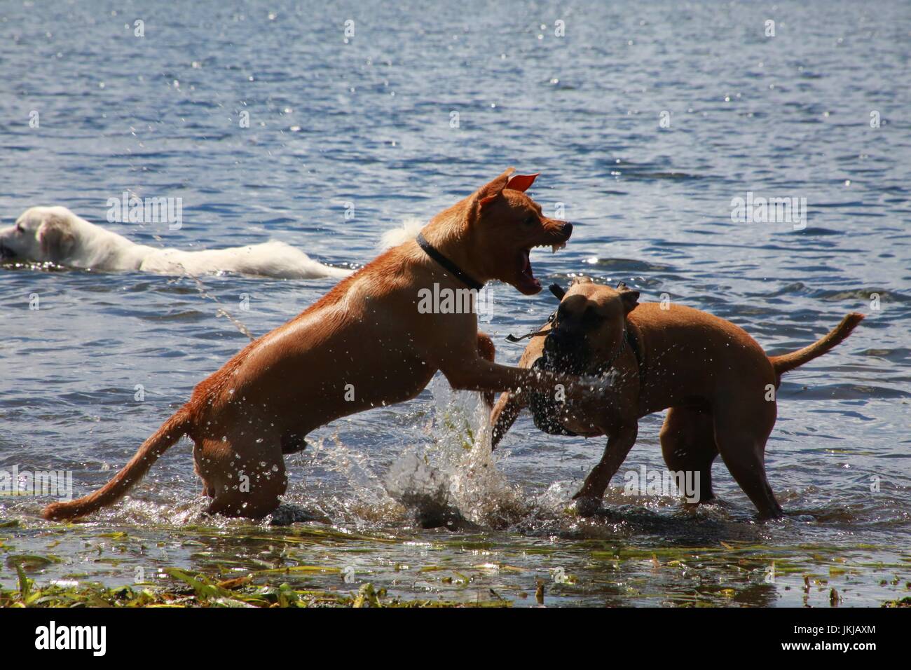 Les chiens de jouer les uns avec les autres dans le lac Banque D'Images