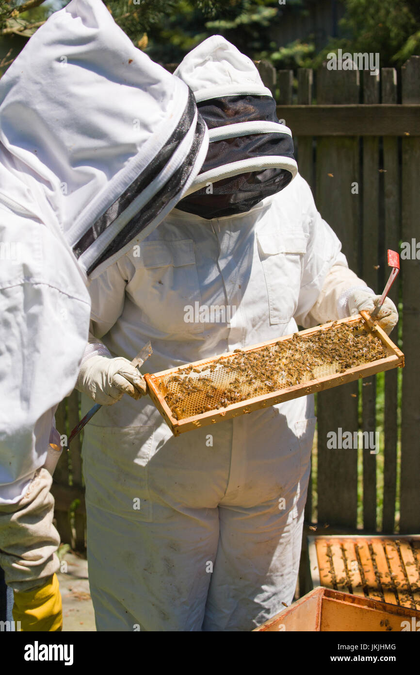 Deux femmes de race blanche propriétaire de petite entreprise apiculteurs contrôle de la santé de la Miel dans une trame à Seattle, Washington, USA Banque D'Images