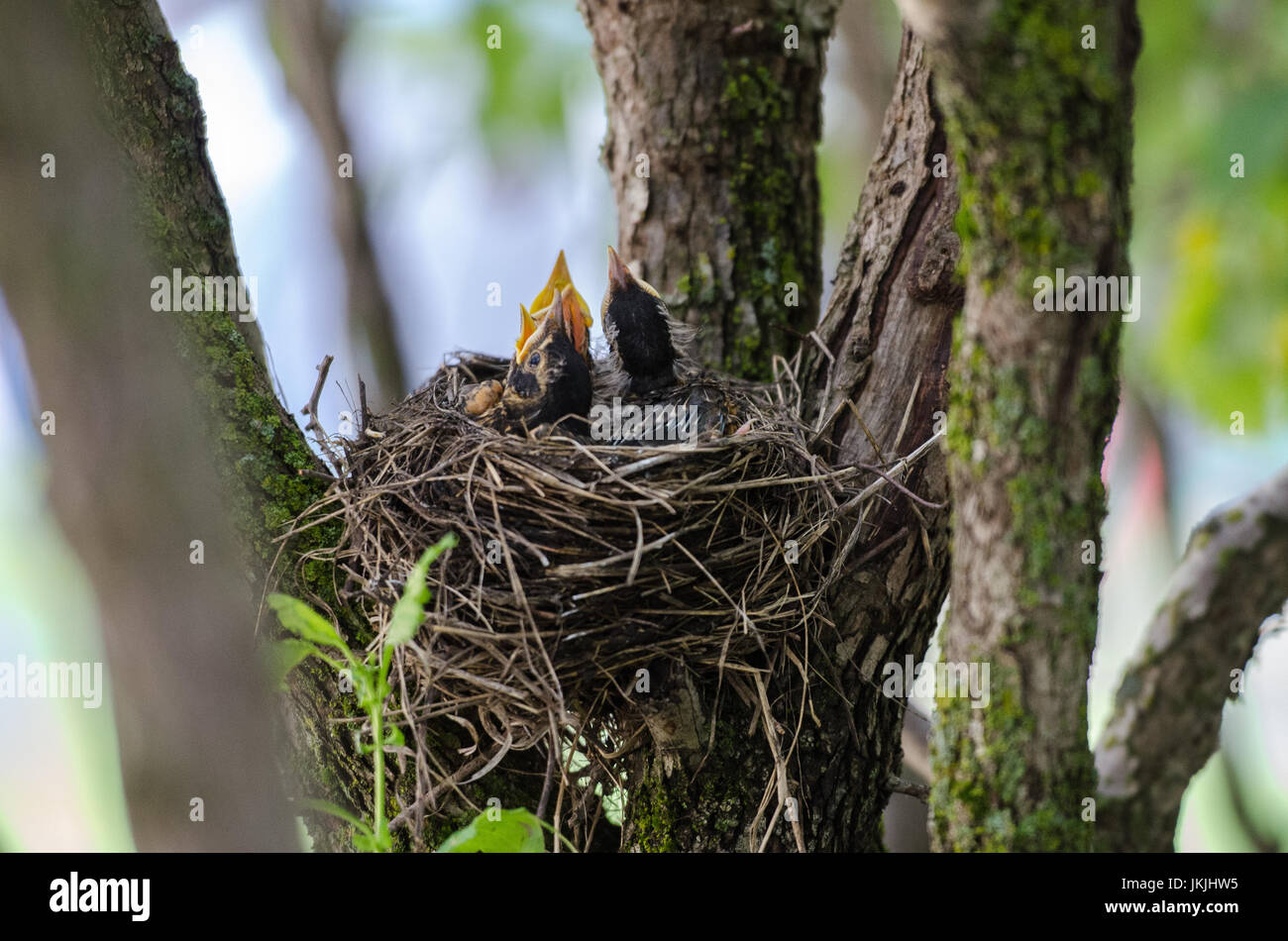 Oiseaux de bébé pour maman en attente de venir et de les nourrir. Bouche grande ouverte. Ces poussins sont juste quelques jours. Robin's Nest et les bébés. Banque D'Images Oiseaux de bébé pour maman en attente de venir et de les nourrir. Bouche grande ouverte. Ces poussins sont juste quelques jours. Robin's Nest et les bébés. Banque D'Images