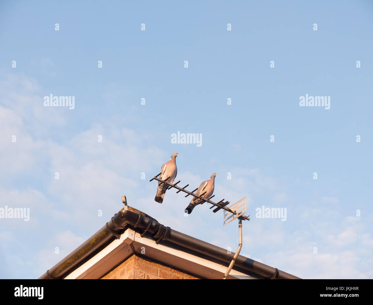 Deux pigeons sauvages se reposant près l'un de l'autre en haut d'un toit de maison tv par antenne ; Essex ; Angleterre ; UK Banque D'Images