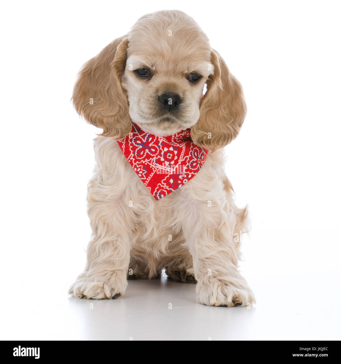Mignon chiot cocker Banque D'Images