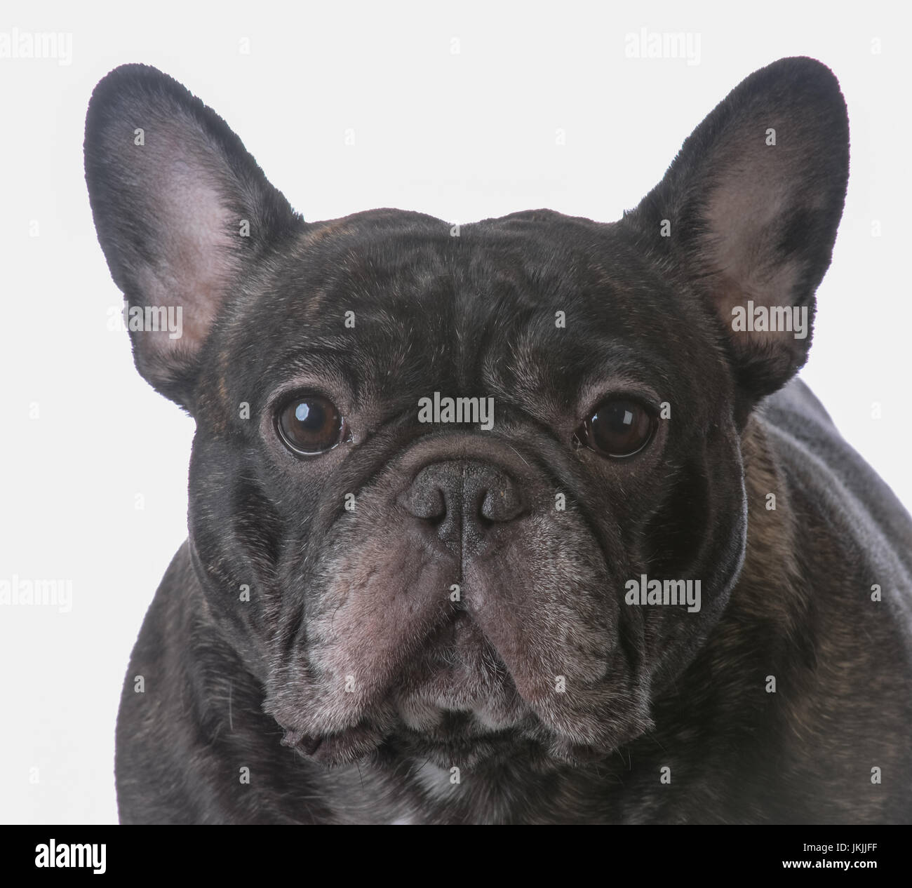 Bouledogue Francais Bringe Banque D Image Et Photos Alamy Bouledogue Francais Bringe Banque D Image Et Photos Alamy
