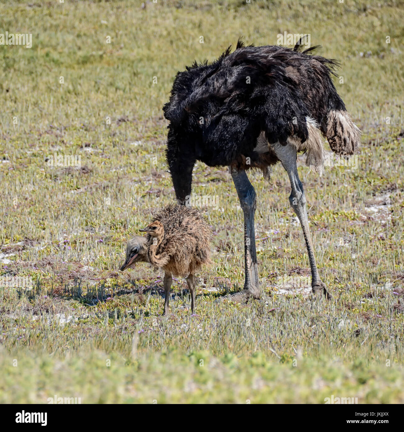 Une quête d'Autruche mâle avec l'un de ses poussins en Afrique australe Banque D'Images