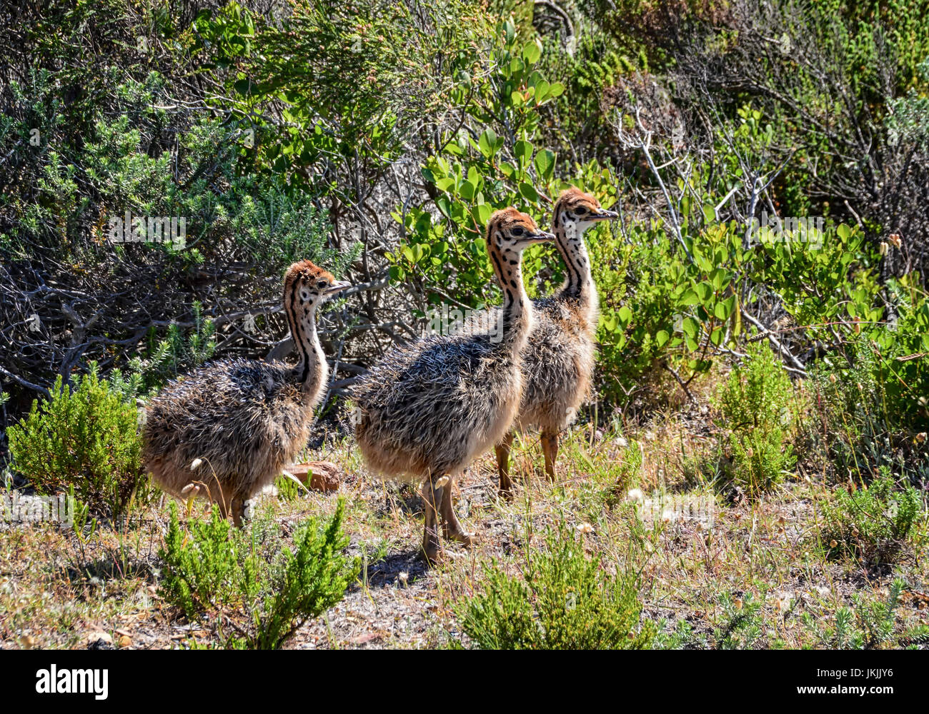 Trois Poussins d'autruches dans le sud de la savane africaine Banque D'Images