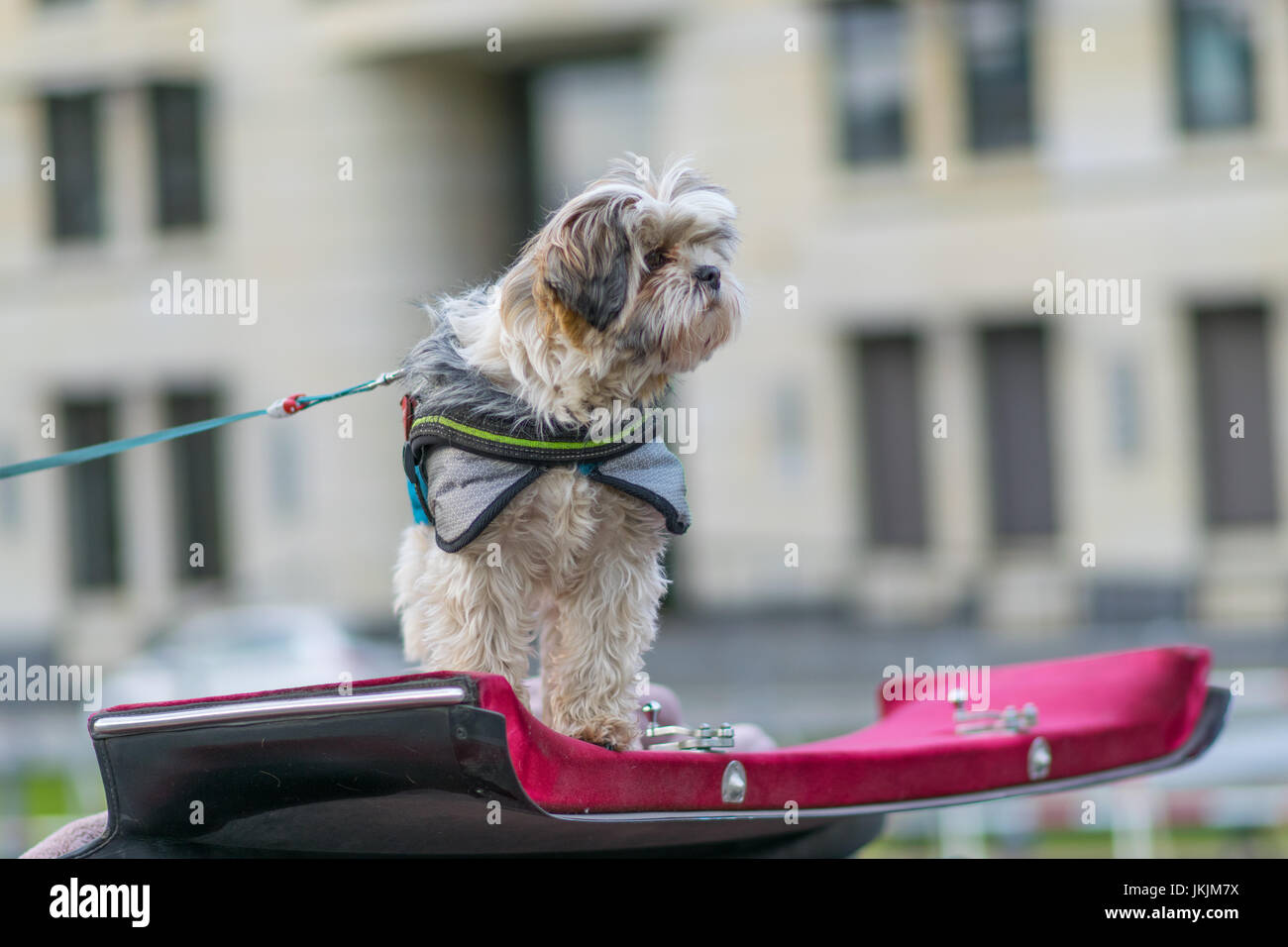 Mignon Chien - Berlin, Allemagne Banque D'Images